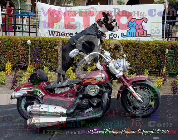 16th Annual Ugly Dog Contest - Del Mar Kiwanis Club