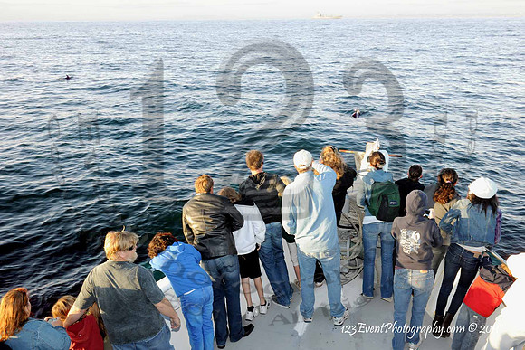 123's San Diego Whale Watch Adventures
