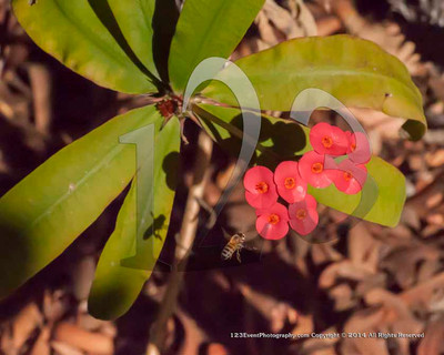 123's Bugs, Bees & Flowers