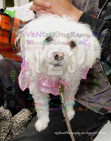 16th Annual Ugly Dog Contest - Del Mar Kiwanis Club