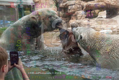 Polar Bear Playtime Spring of 2014