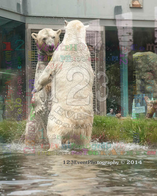 Polar Bear Playtime Spring of 2014