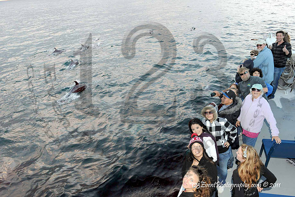 123's San Diego Whale Watch Adventures
