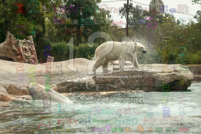 Polar Bear Playtime Spring of 2014
