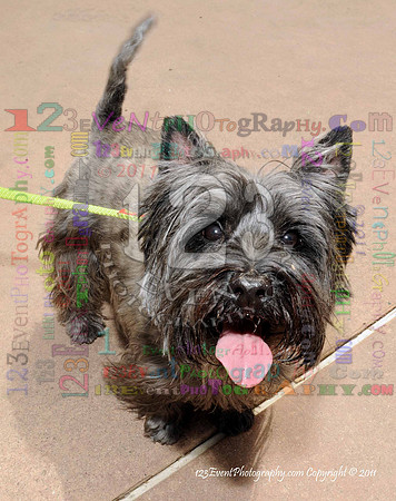 16th Annual Ugly Dog Contest - Del Mar Kiwanis Club