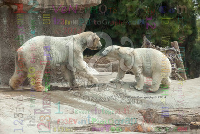 Polar Bear Playtime Spring of 2014