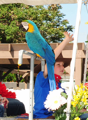 2011 Lakeside Western Days Parade