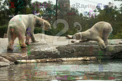 Polar Bear Playtime Spring of 2014
