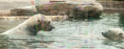 Polar Bear Playtime Spring of 2014
