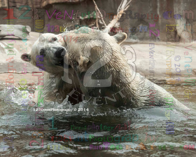 Polar Bear Playtime Spring of 2014