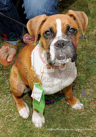 16th Annual Ugly Dog Contest - Del Mar Kiwanis Club