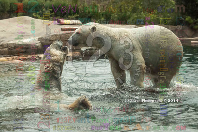 Polar Bear Playtime Spring of 2014