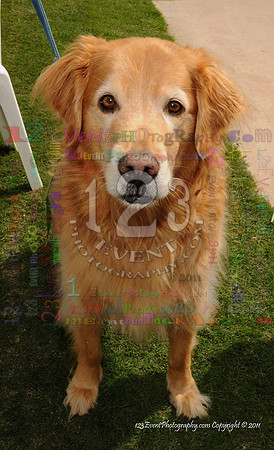 16th Annual Ugly Dog Contest - Del Mar Kiwanis Club