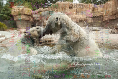 Polar Bear Playtime Spring of 2014