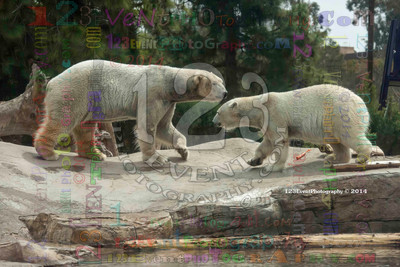 Polar Bear Playtime Spring of 2014