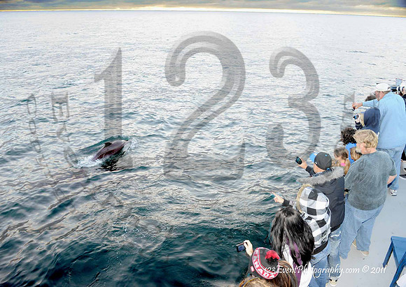 123's San Diego Whale Watch Adventures