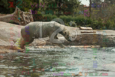Polar Bear Playtime Spring of 2014