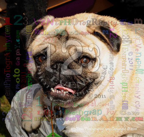 16th Annual Ugly Dog Contest - Del Mar Kiwanis Club