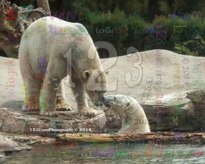 Polar Bear Playtime Spring of 2014