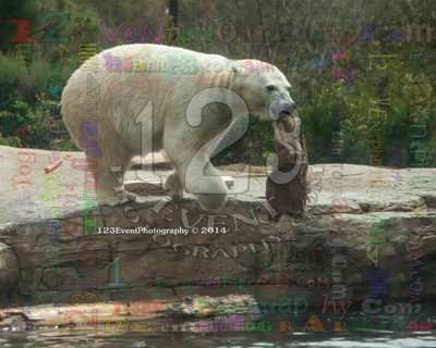 Polar Bear Playtime Spring of 2014