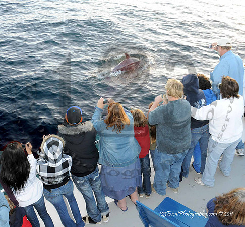 123's San Diego Whale Watch Adventures