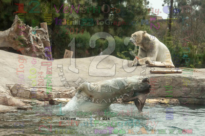 Polar Bear Playtime Spring of 2014