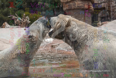 Polar Bear Playtime Spring of 2014