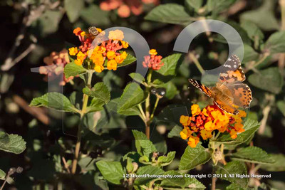 123's Bugs, Bees & Flowers
