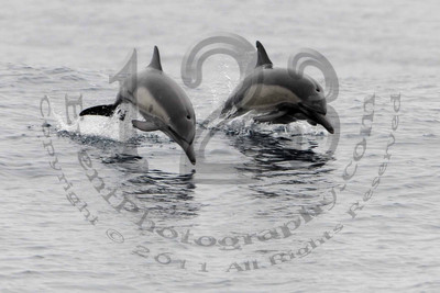 Pacific Nature Tours - 8 Hour Cruise to Coronado Islands