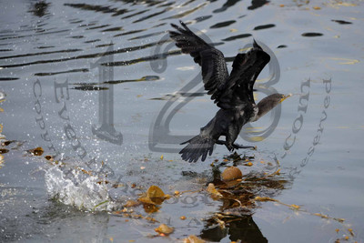 Pacific Nature Tours - 8 Hour Cruise to Coronado Islands