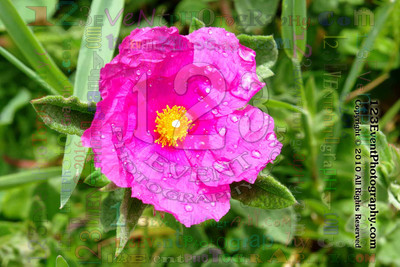 123's Bugs, Bees & Flowers