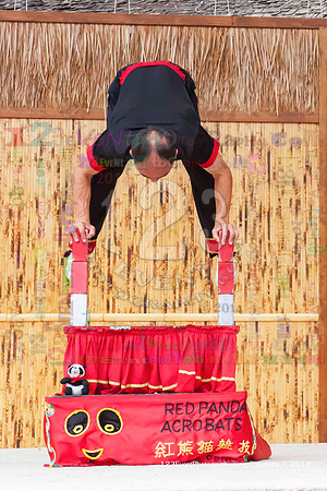 2014 Red Panda Acrobats @ The San Diego Zoo Safari Park