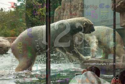 Polar Bear Playtime Spring of 2014
