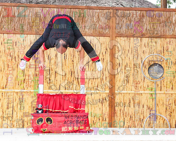 2014 Red Panda Acrobats @ The San Diego Zoo Safari Park