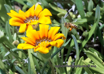 123's Buhs, Bees & Flowers
