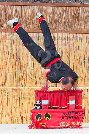 2014 Red Panda Acrobats @ The San Diego Zoo Safari Park