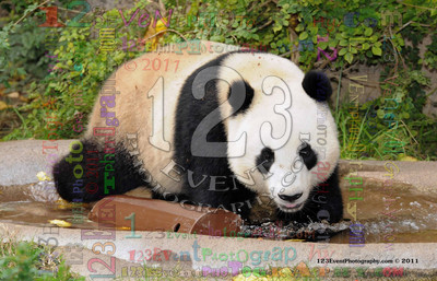 Giant Panda