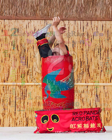 2014 Red Panda Acrobats @ The San Diego Zoo Safari Park