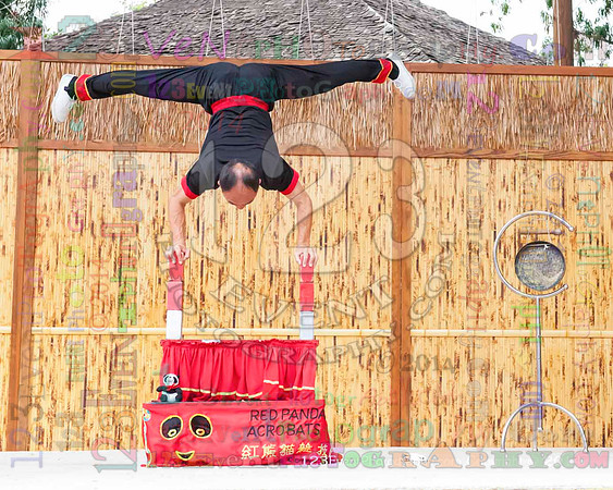 2014 Red Panda Acrobats @ The San Diego Zoo Safari Park