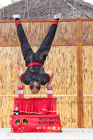 2014 Red Panda Acrobats @ The San Diego Zoo Safari Park
