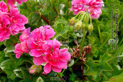 123's Bugs, Bees & Flowers