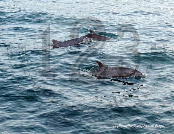123's San Diego Whale Watch Adventures
