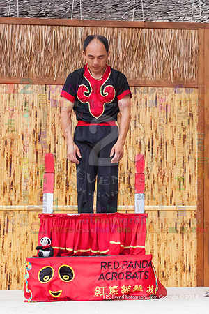 2014 Red Panda Acrobats @ The San Diego Zoo Safari Park