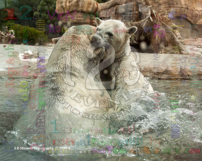 Polar Bear Playtime Spring of 2014