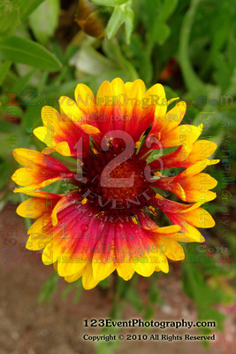 123's Bugs, Bees & Flowers