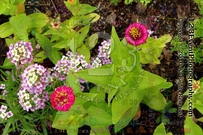 123's Bugs, Bees & Flowers
