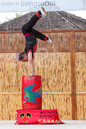 2014 Red Panda Acrobats @ The San Diego Zoo Safari Park