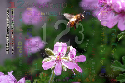 123's Bugs, Bees & Flowers