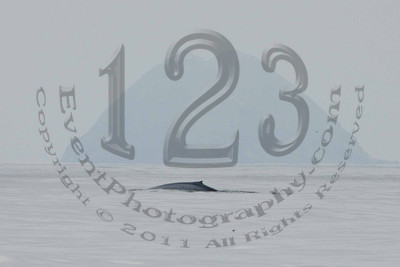 Pacific Nature Tours - 8 Hour Cruise to Coronado Islands