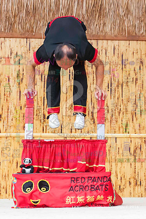 2014 Red Panda Acrobats @ The San Diego Zoo Safari Park